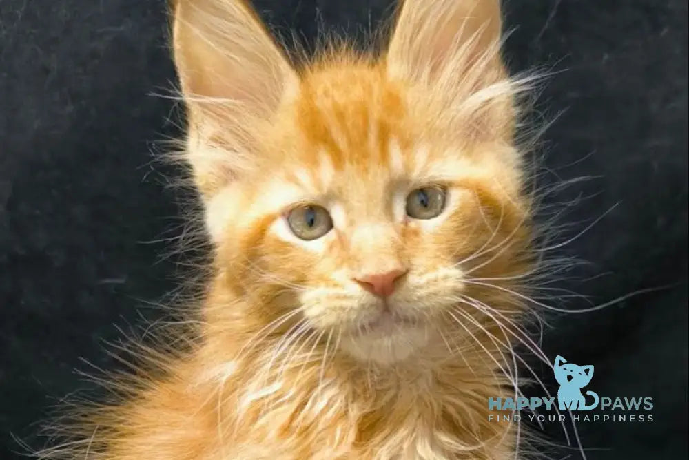 Yantar Maine Coon male red live animals