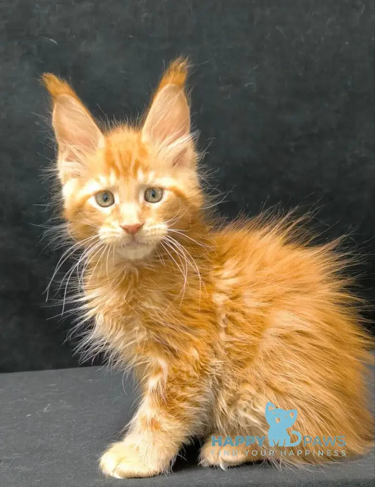 Yantar Maine Coon male red live animals