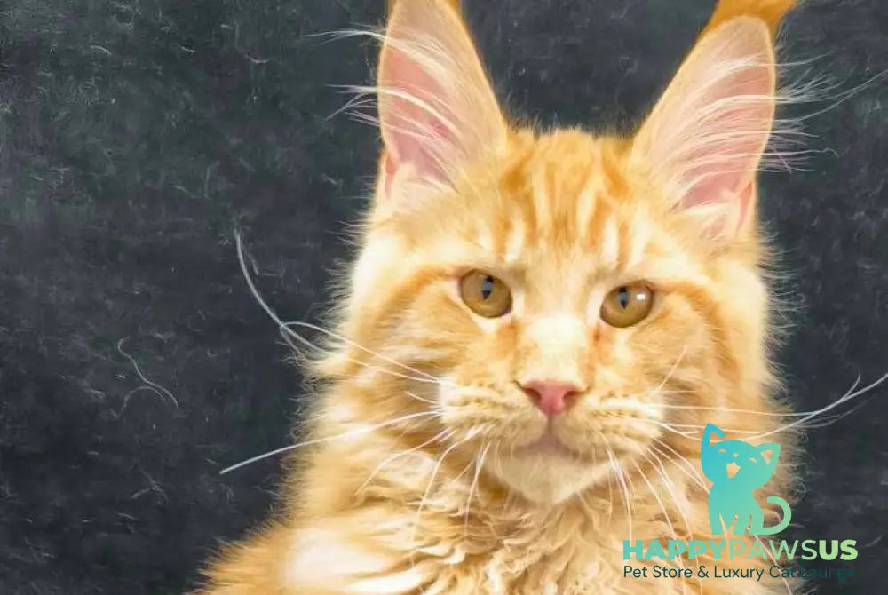 Yantar Maine Coon male red live animals