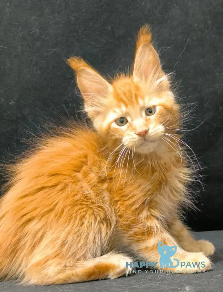 Yantar Maine Coon male red live animals