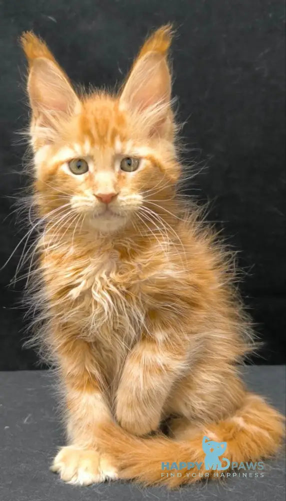 Yantar Maine Coon male red live animals