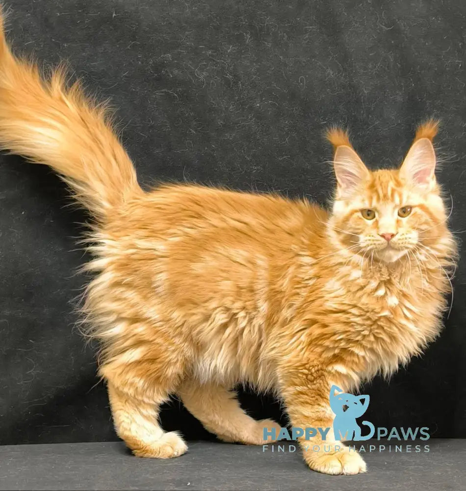 Yantar Maine Coon male red live animals