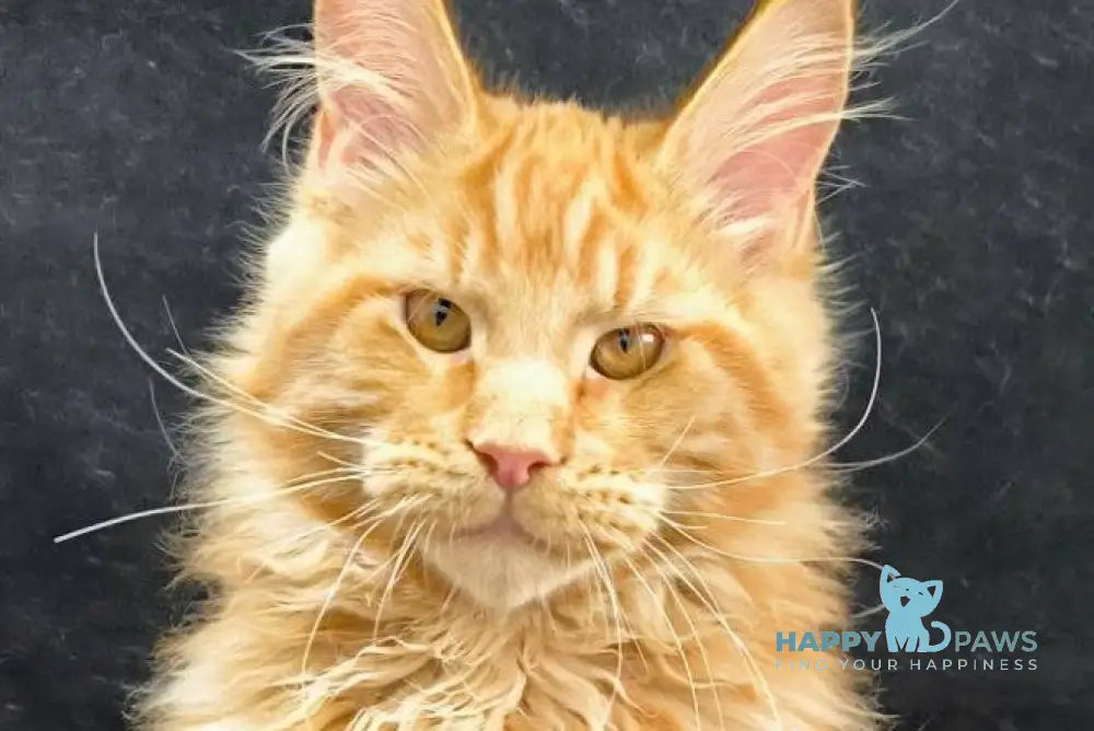 Yantar Maine Coon male red live animals