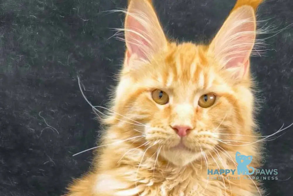 Yantar Maine Coon male red live animals