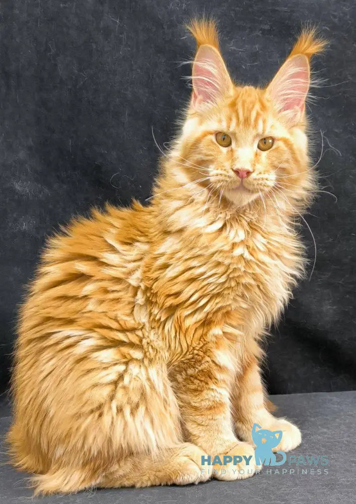 Yantar Maine Coon male red live animals