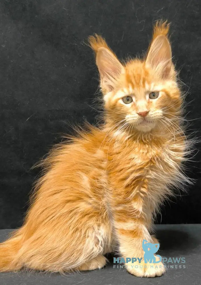 Yantar Maine Coon male red live animals