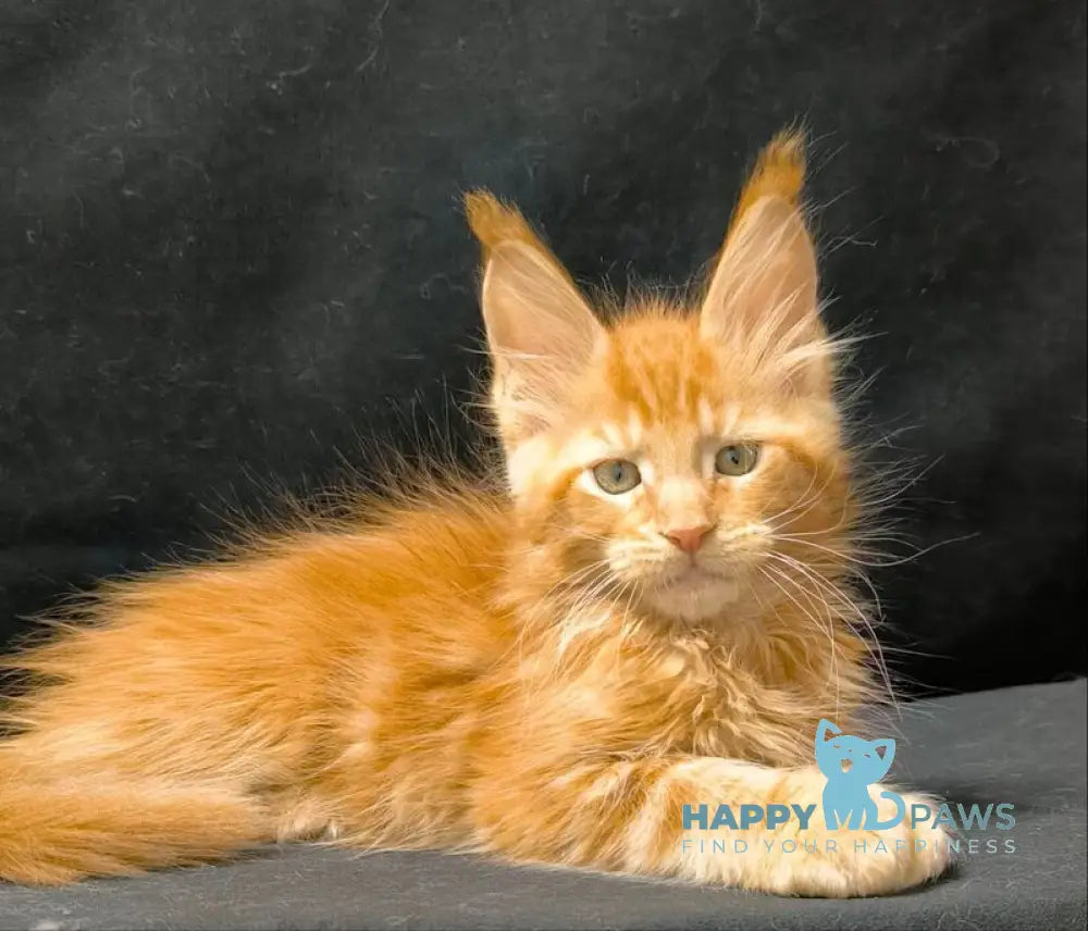 Yantar Maine Coon male red live animals