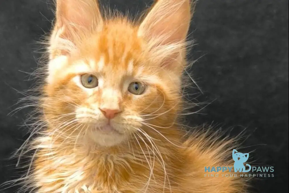 Yantar Maine Coon male red live animals
