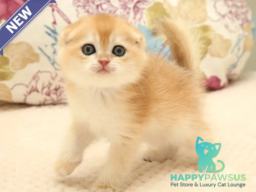 Yantar Scottish Fold male black golden chinchilla - live animals