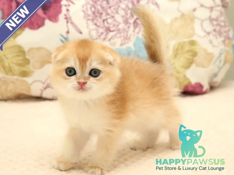 Yantar Scottish Fold male black golden chinchilla - live animals
