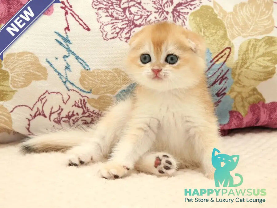 Yantar Scottish Fold male black golden chinchilla - live animals