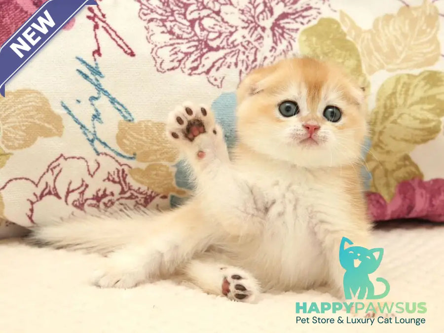 Yantar Scottish Fold male black golden chinchilla - live animals