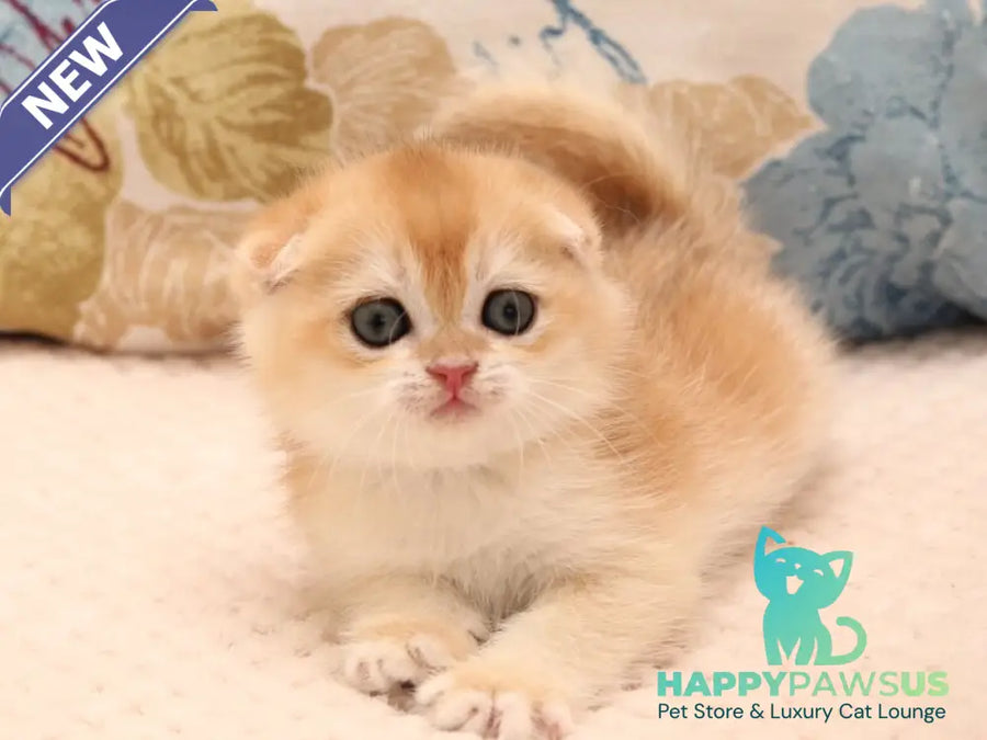Yantar Scottish Fold male black golden chinchilla - live animals