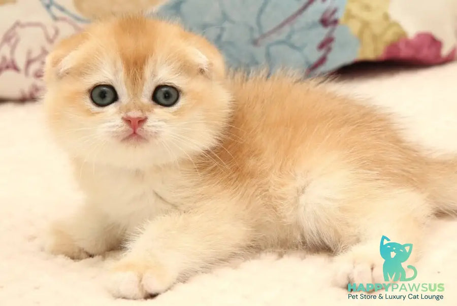 Yantar Scottish Fold male black golden chinchilla - live animals