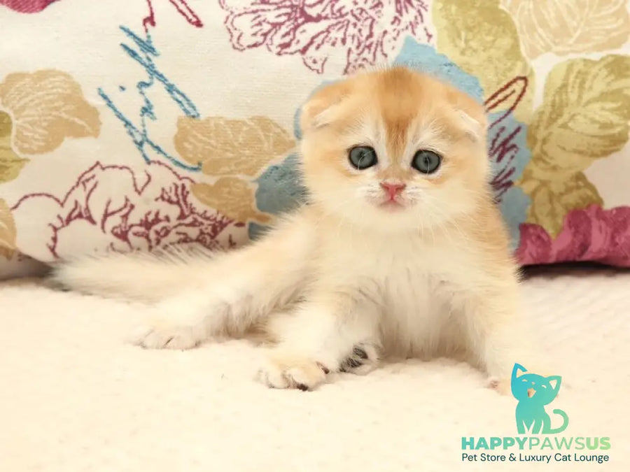 Yantar Scottish Fold male black golden chinchilla - live animals