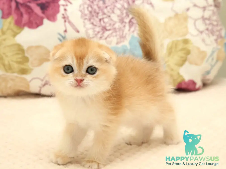 Yantar Scottish Fold male black golden chinchilla - live animals