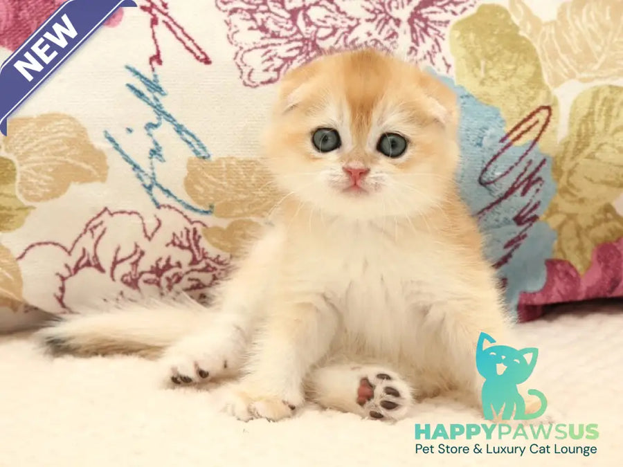 Yantar Scottish Fold male black golden chinchilla - live animals
