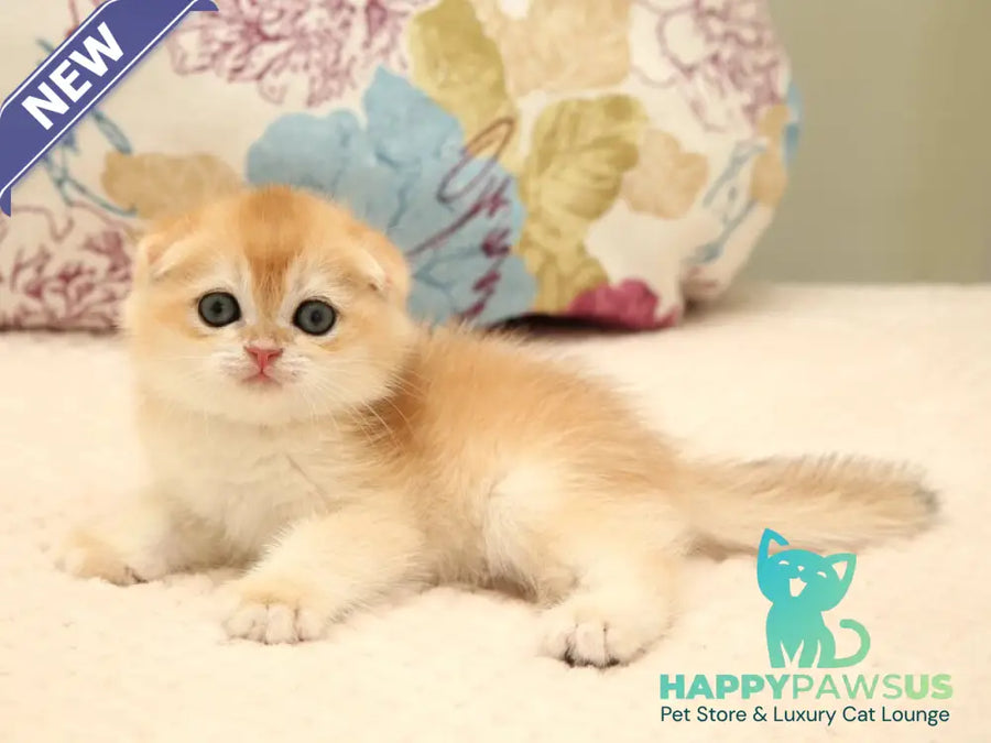 Yantar Scottish Fold male black golden chinchilla - live animals