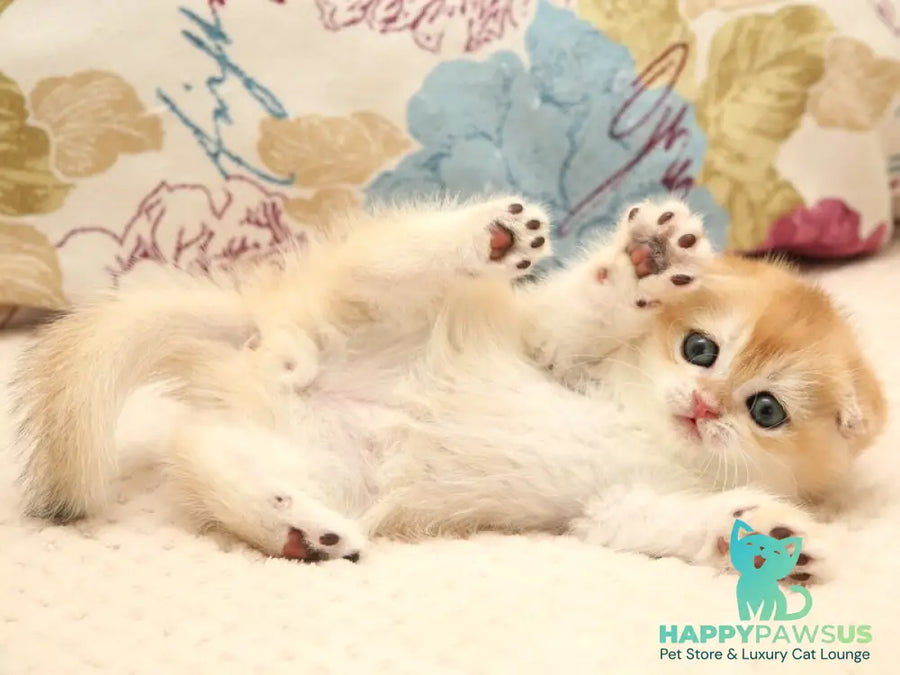Yantar Scottish Fold male black golden chinchilla - live animals