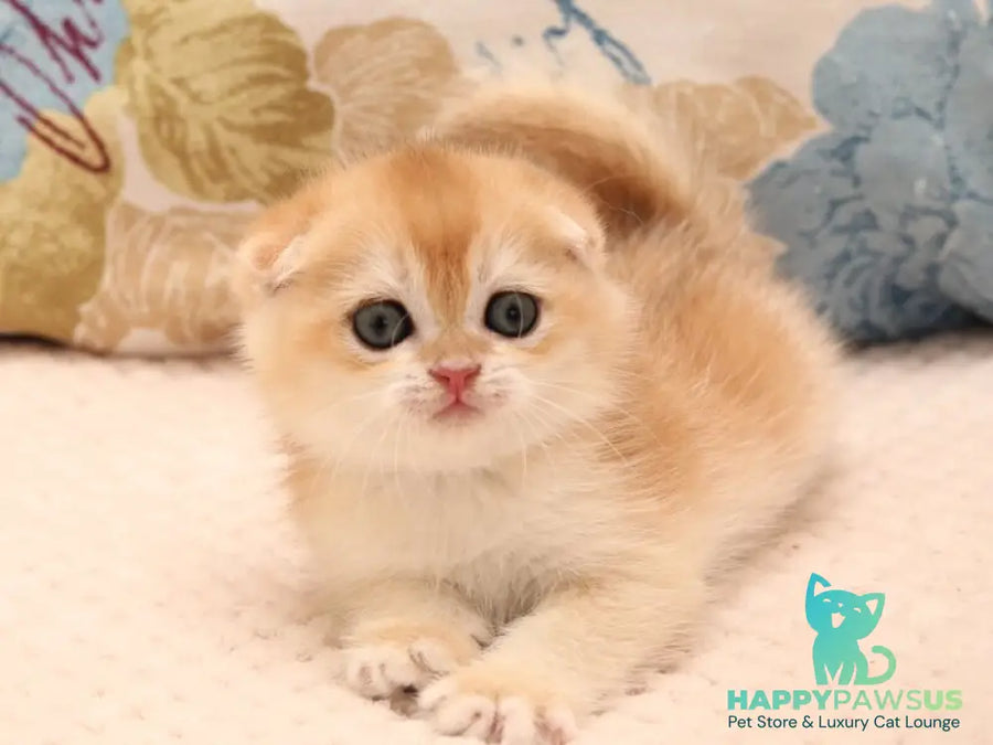 Yantar Scottish Fold male black golden chinchilla - live animals