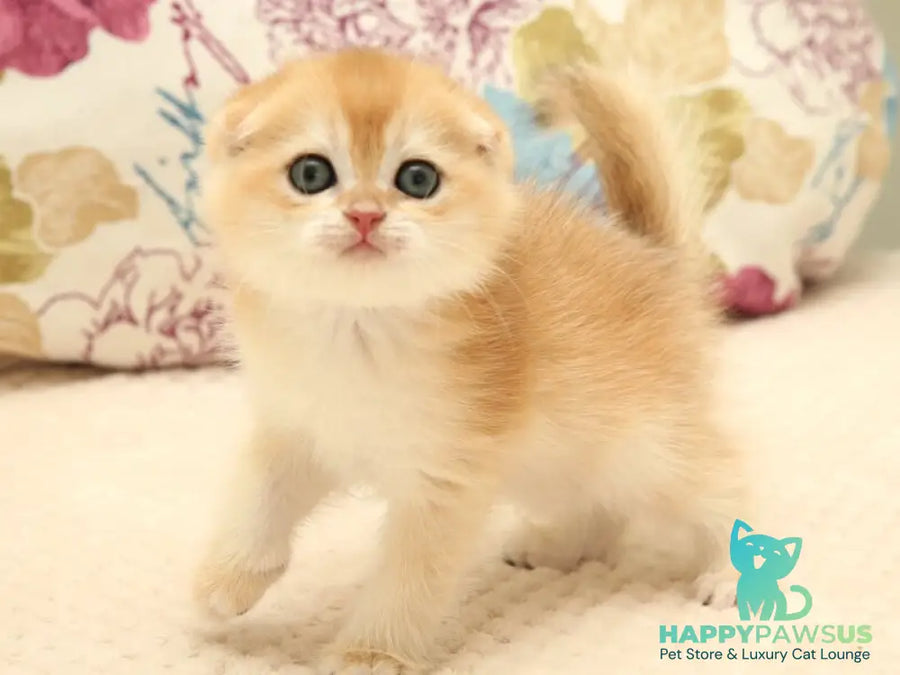 Yantar Scottish Fold male black golden chinchilla - live animals