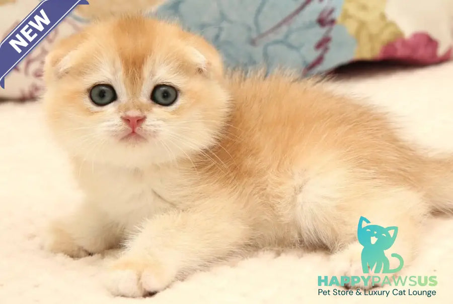 Yantar Scottish Fold male black golden chinchilla - live animals