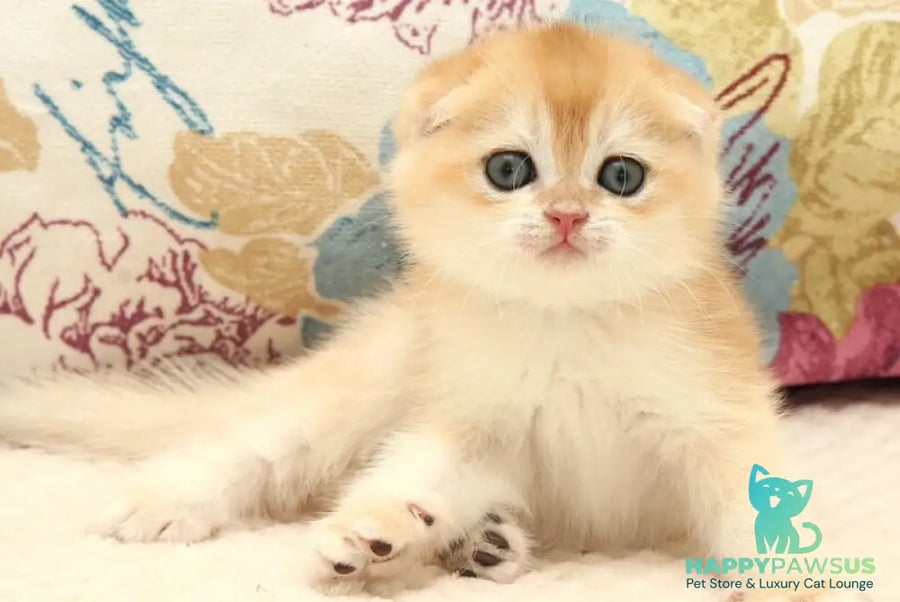 Yantar Scottish Fold male black golden chinchilla - live animals