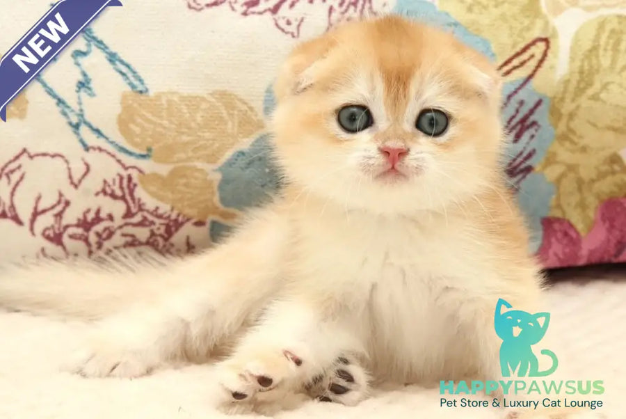 Yantar Scottish Fold male black golden chinchilla - live animals