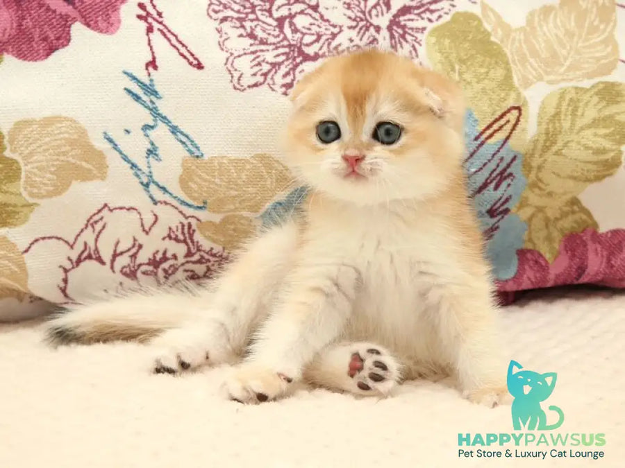 Yantar Scottish Fold male black golden chinchilla - live animals