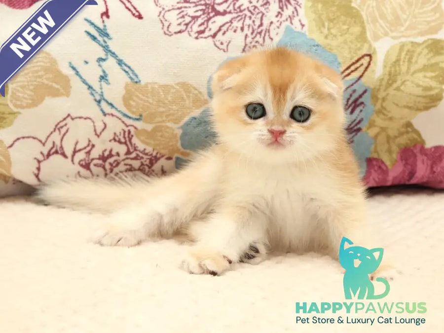 Yantar Scottish Fold male black golden chinchilla - live animals