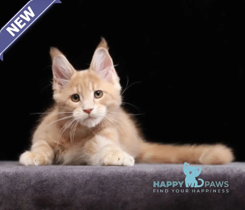 Yantarin Maine Coon male cream tabby live animals