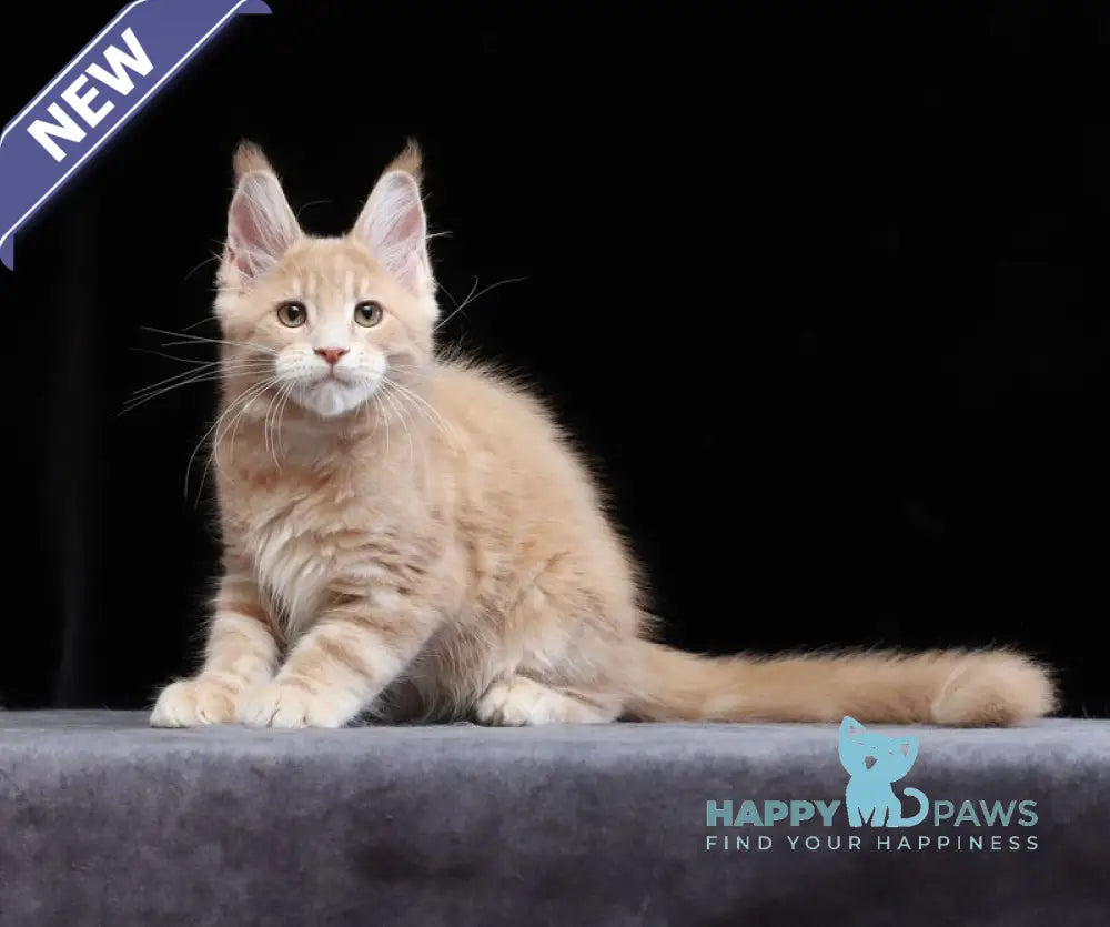 Yantarin Maine Coon male cream tabby live animals