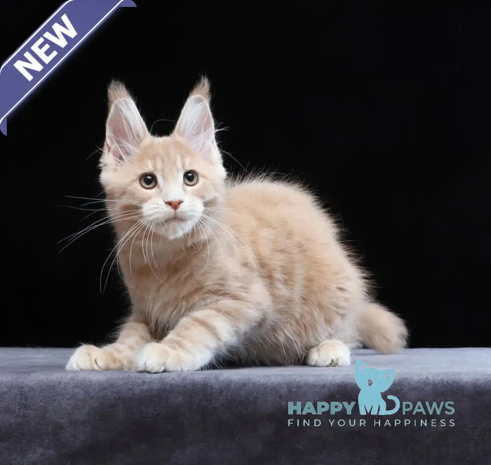 Yantarin Maine Coon male cream tabby live animals