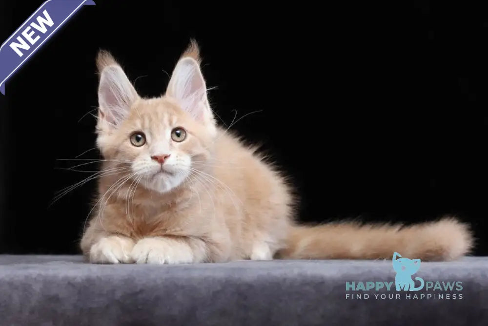 Yantarin Maine Coon male cream tabby live animals