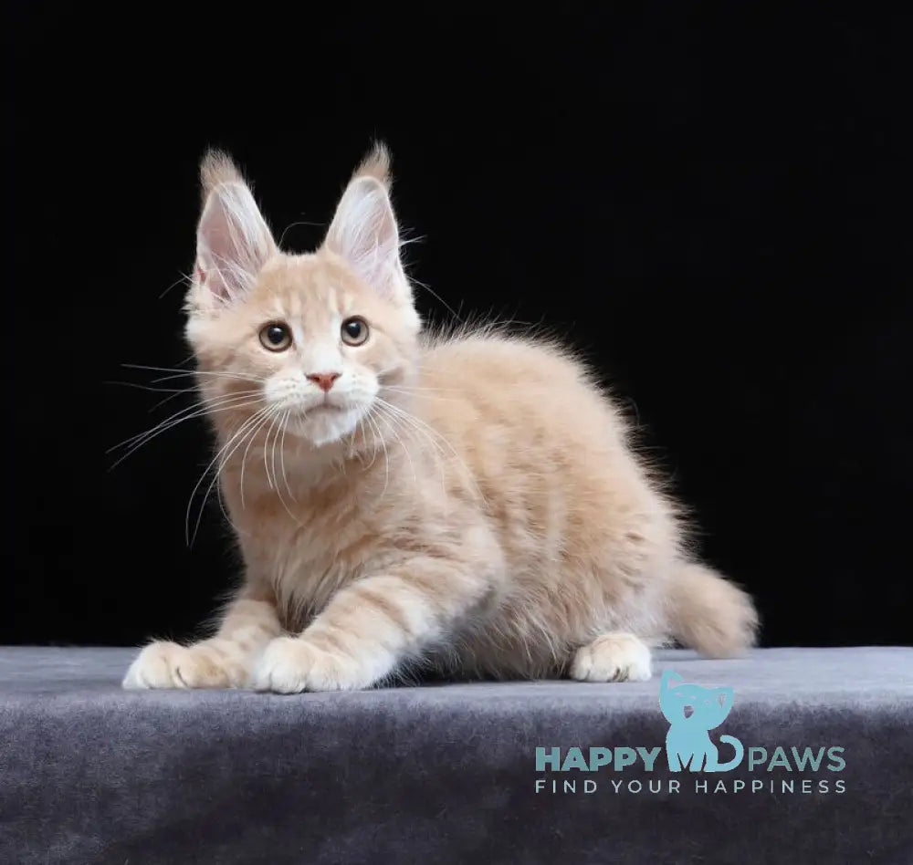 Yantarin Maine Coon male cream tabby live animals