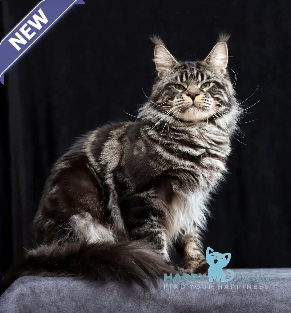 Yantarin Maine Coon male cream tabby live animals