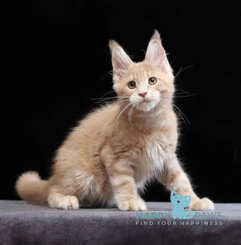 Yantarin Maine Coon male cream tabby live animals