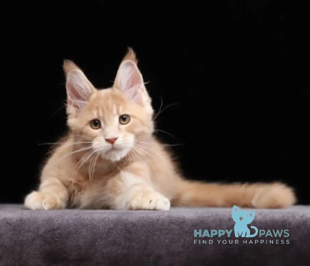 Yantarin Maine Coon male cream tabby live animals
