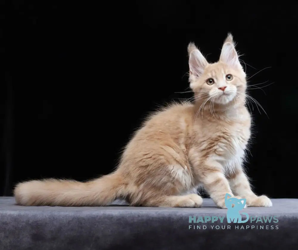 Yantarin Maine Coon male cream tabby live animals