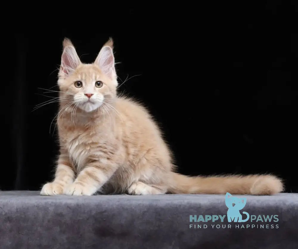 Yantarin Maine Coon male cream tabby live animals