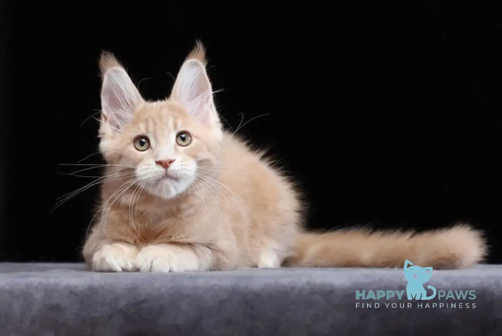 Yantarin Maine Coon male cream tabby live animals