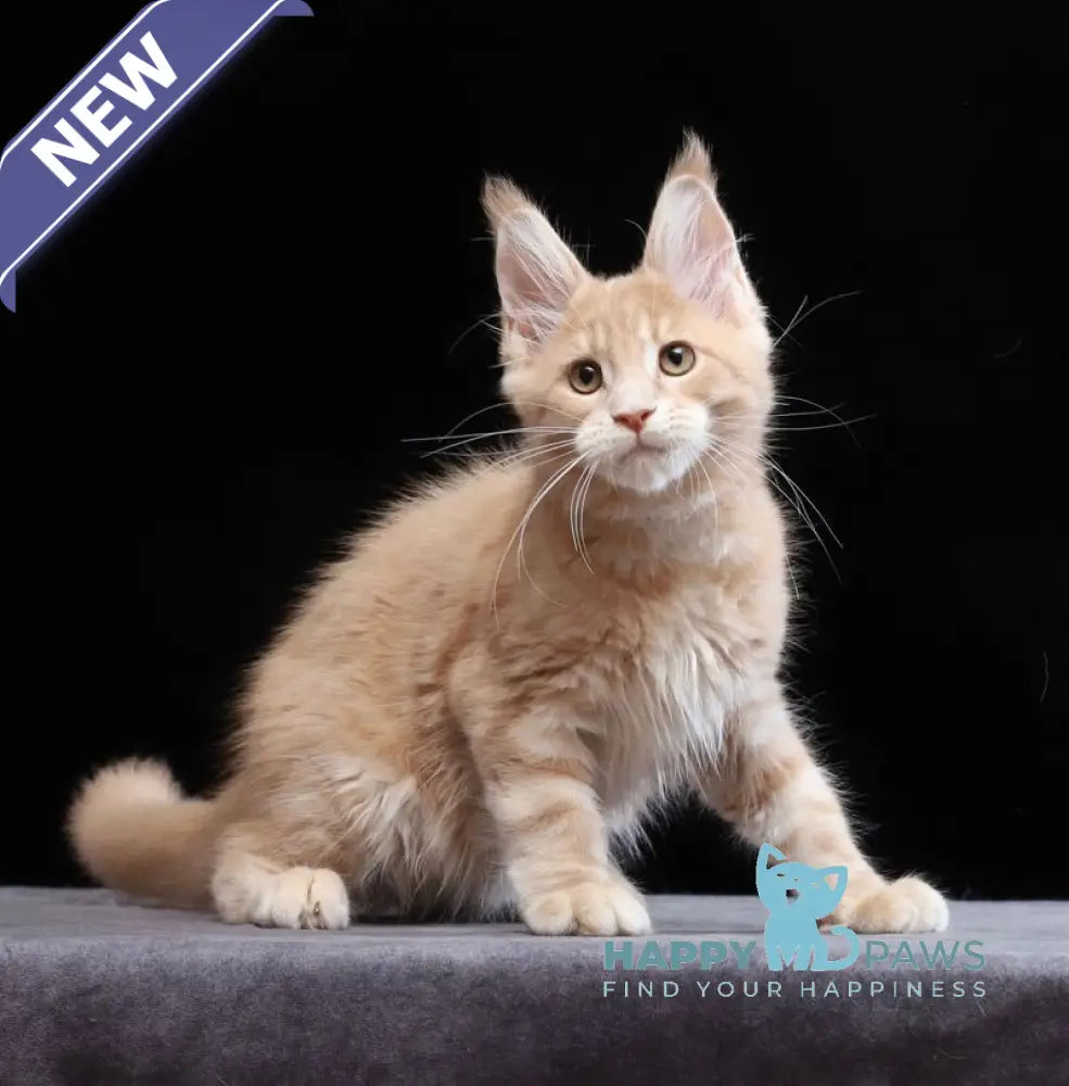 Yantarin Maine Coon male cream tabby live animals