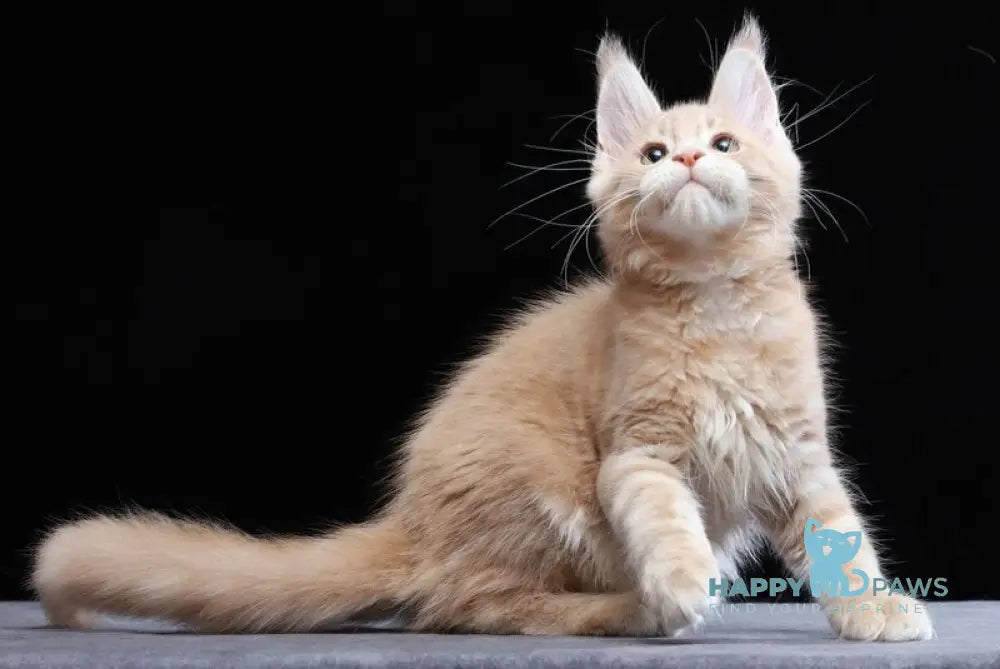 Yantarin Maine Coon male cream tabby live animals