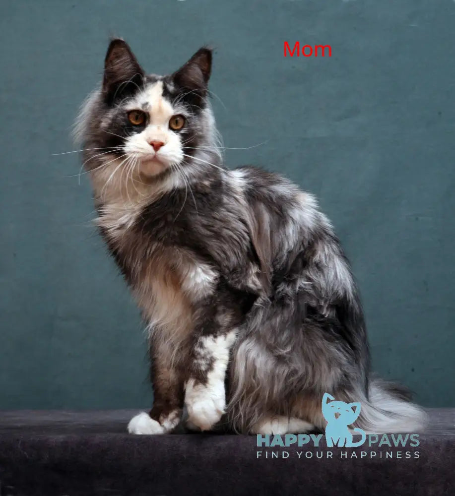 Yantarin Maine Coon male cream tabby live animals