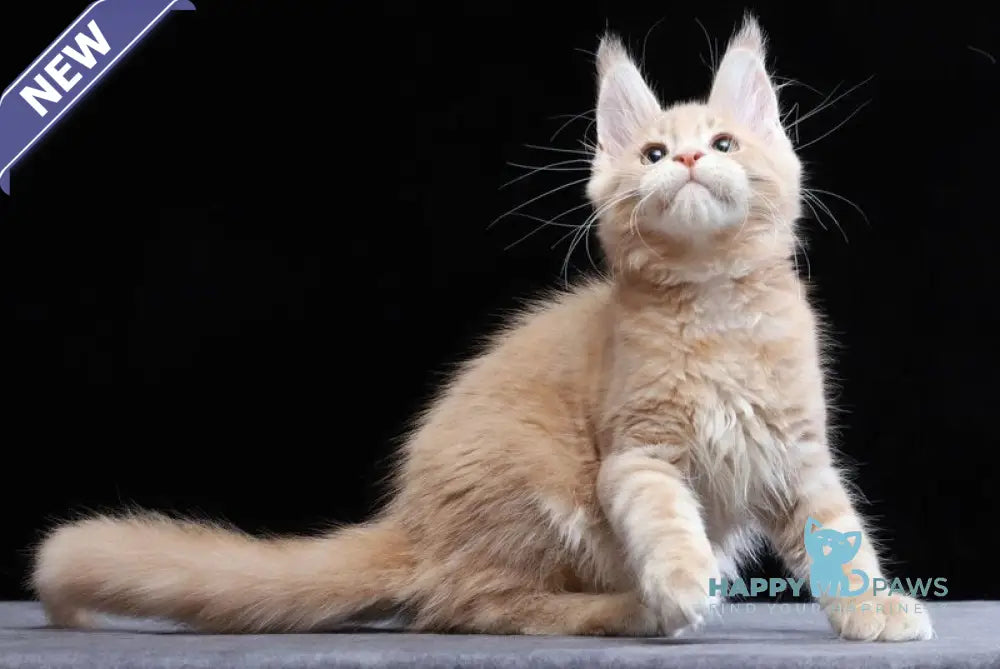 Yantarin Maine Coon male cream tabby live animals
