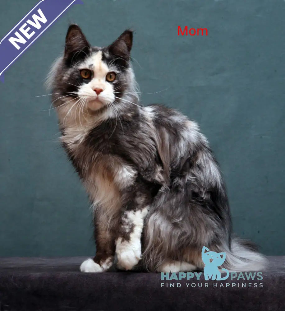 Yantarin Maine Coon male cream tabby live animals