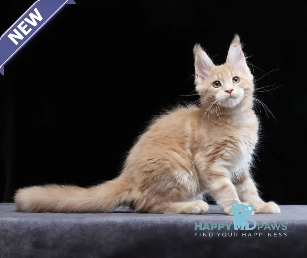 Yantarin Maine Coon male cream tabby live animals