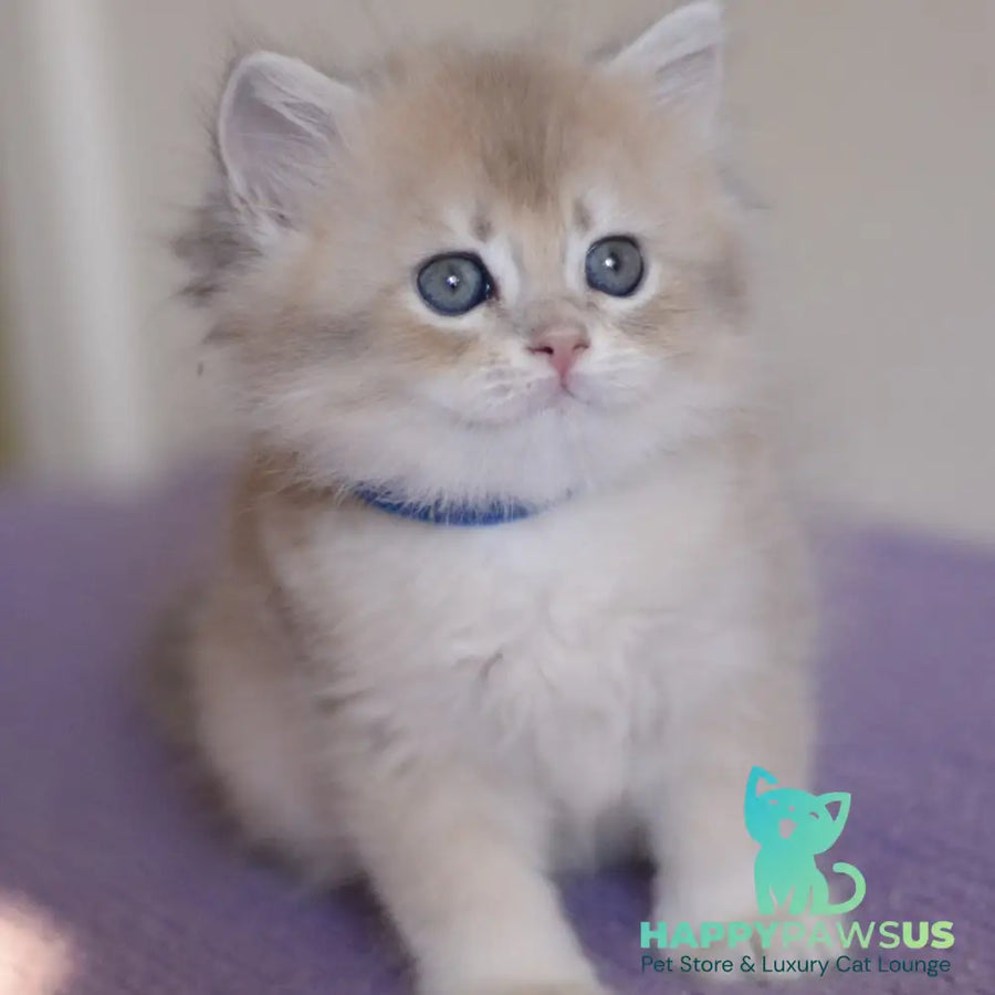 Yappy British Longhair male blue golden chinchilla - live animals