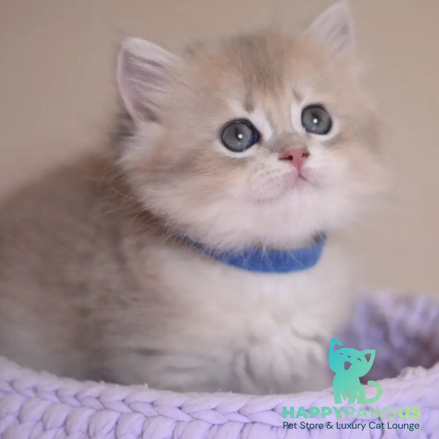 Yappy British Longhair male blue golden chinchilla - live animals