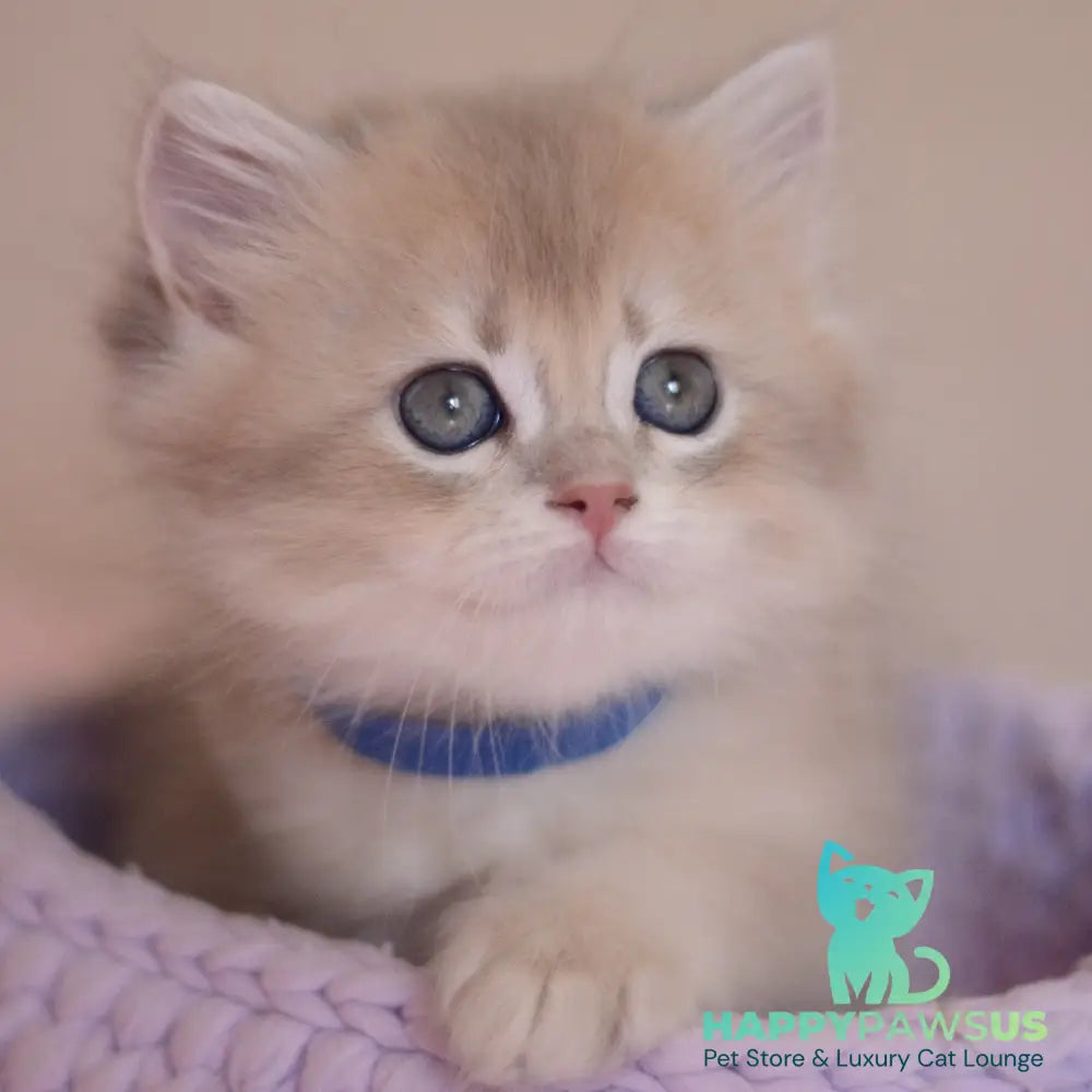 Yappy British Longhair male blue golden chinchilla - live animals
